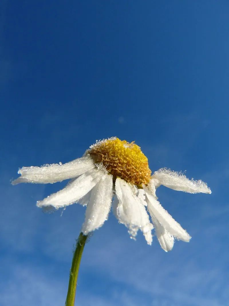 Fiore di camomilla poster con telaio in plastica da Alexey