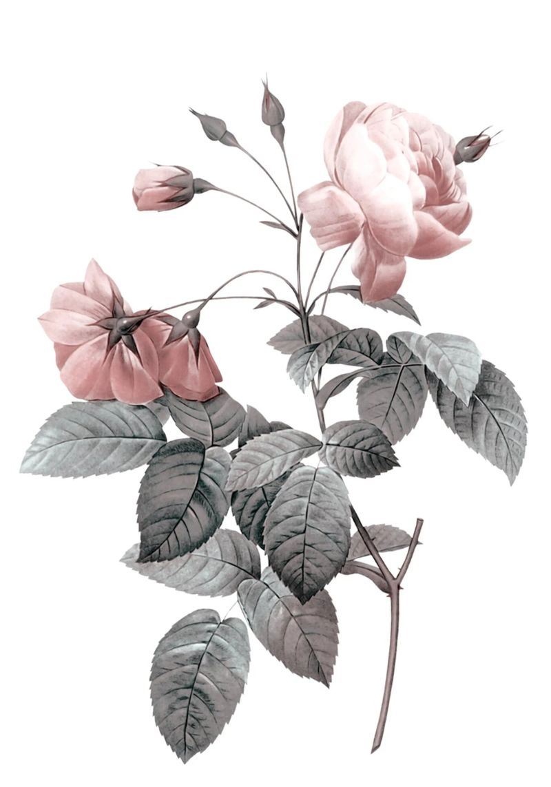 Rose 2 Poster von dada22