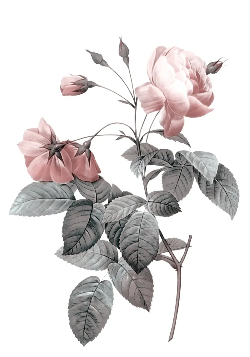 Rosa 2 pellicola backlit da dada22