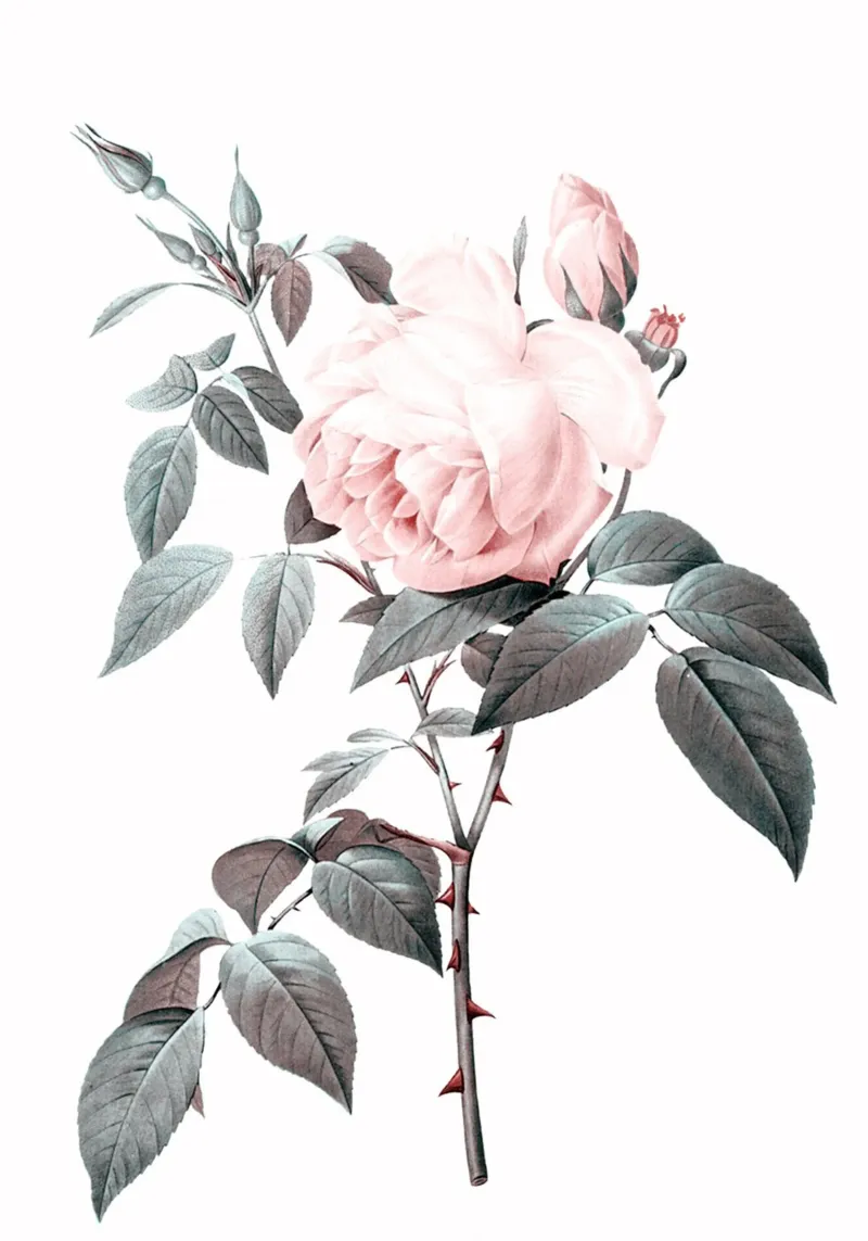 Rosa pellicola backlit da dada22
