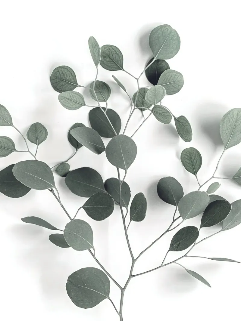 Design minimalista in eucalipto - ispirato alla natura pellicola backlit da Whole©