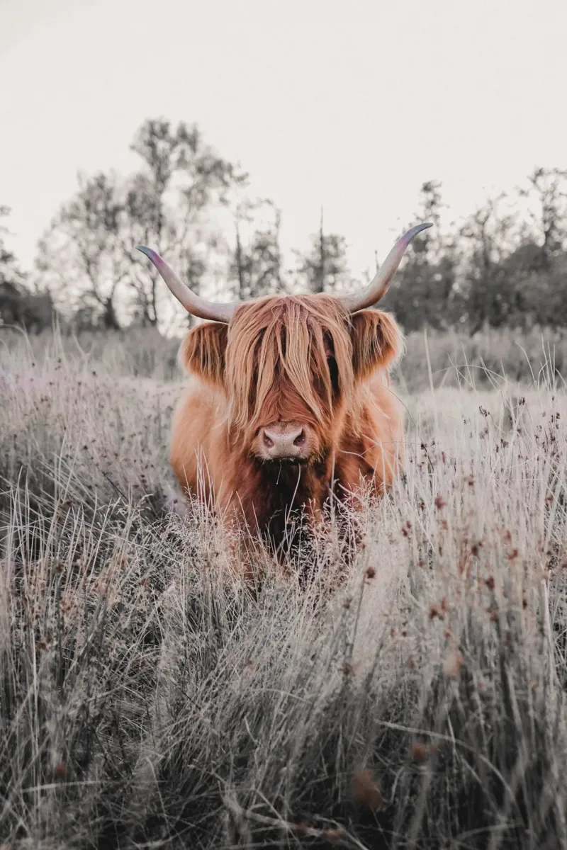 Cruella, die Highland Kuh 🐮 pellicola backlit da Sibbershusum