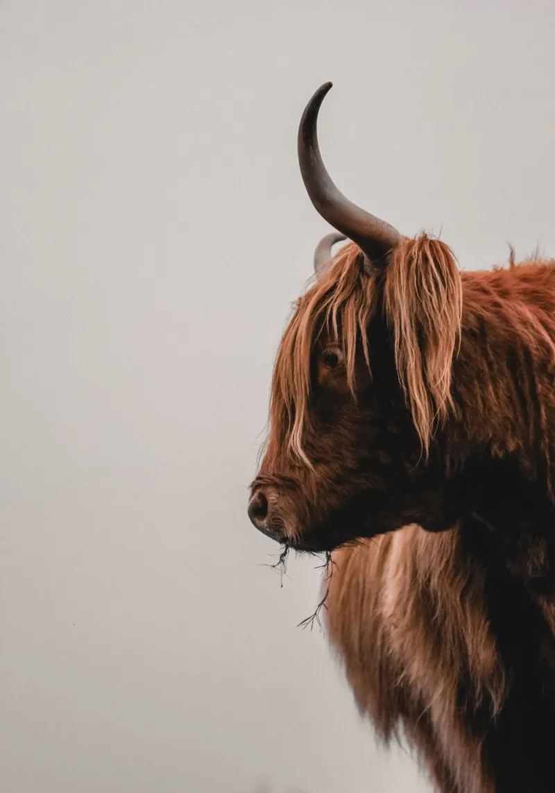 Cruellas Profil 🐮 Hochlandrind pellicola backlit da Sibbershusum