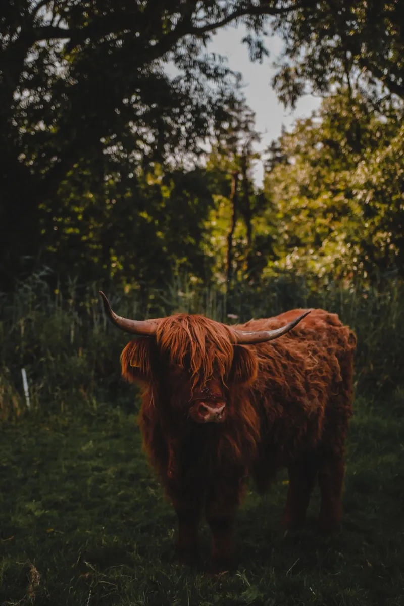 Ochse Moritz - Hochlandrind 🐮 acrylic glass by Sibbershusum