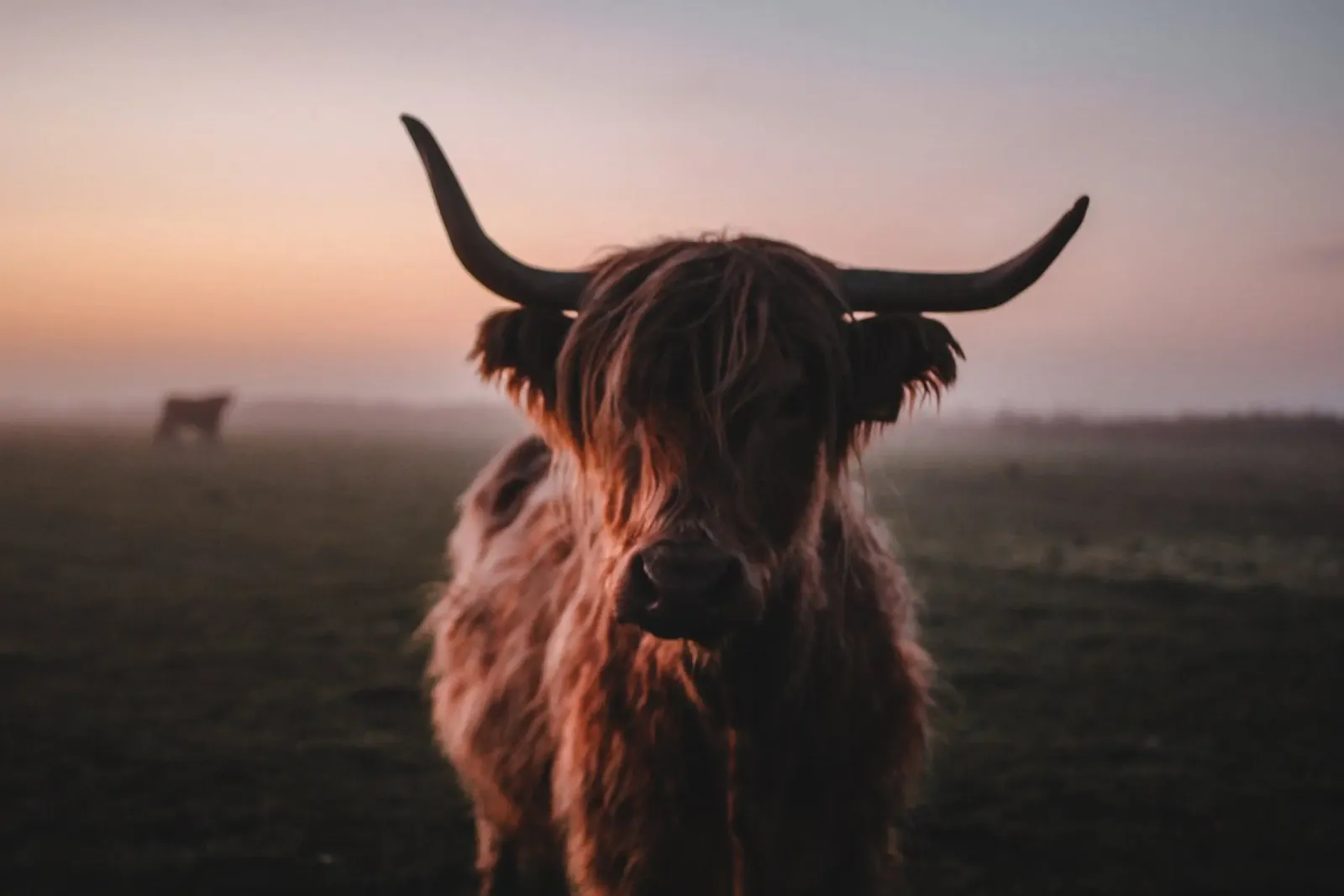 Highland Kuh Ginnie 🐮 Hochlandrind alluminio dibond da Sibbershusum