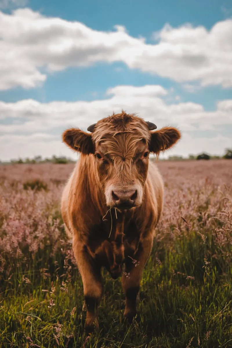 Angus Bulle Turbo 🐮 pellicola backlit da Sibbershusum
