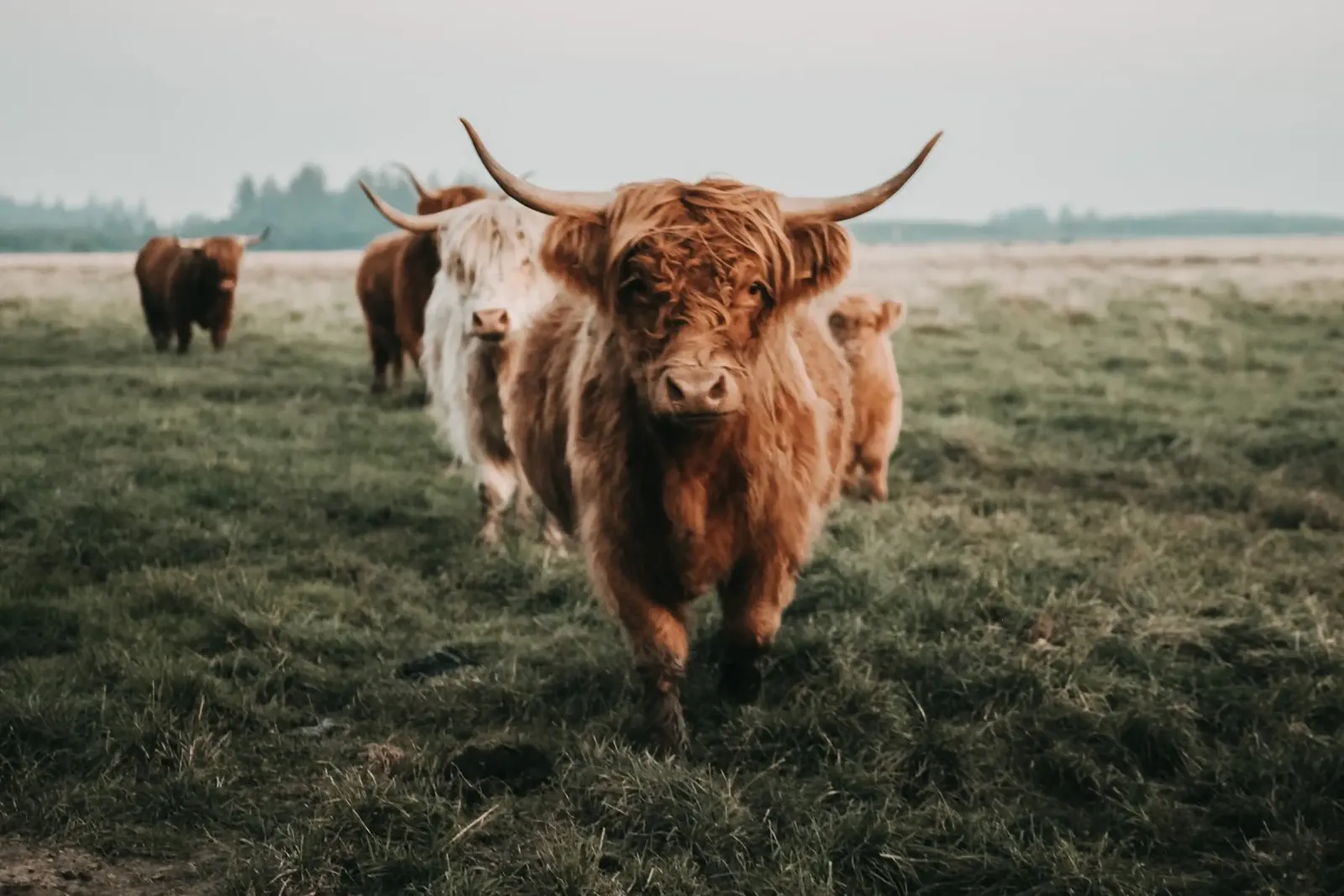Vacche Highland 🐮 poster da Sibbershusum