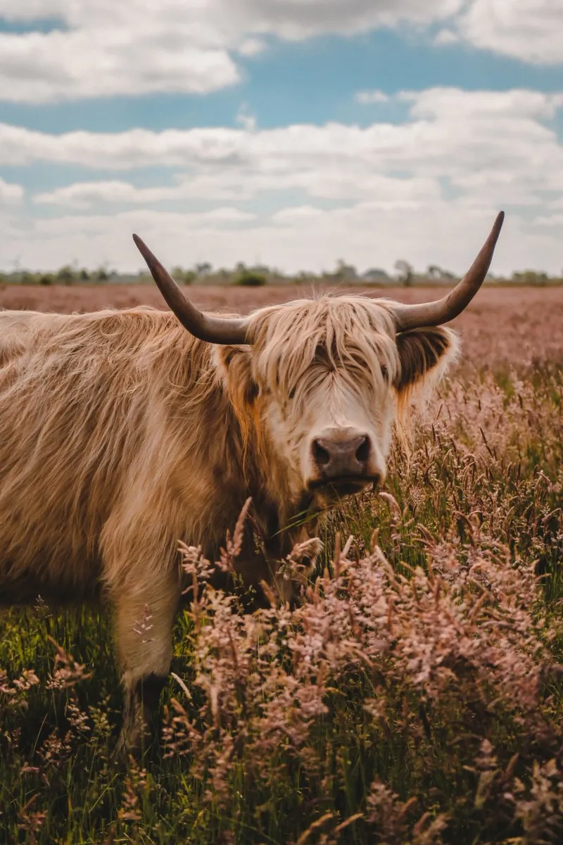 Highland cow buttercup 🐮 poster by Sibbershusum