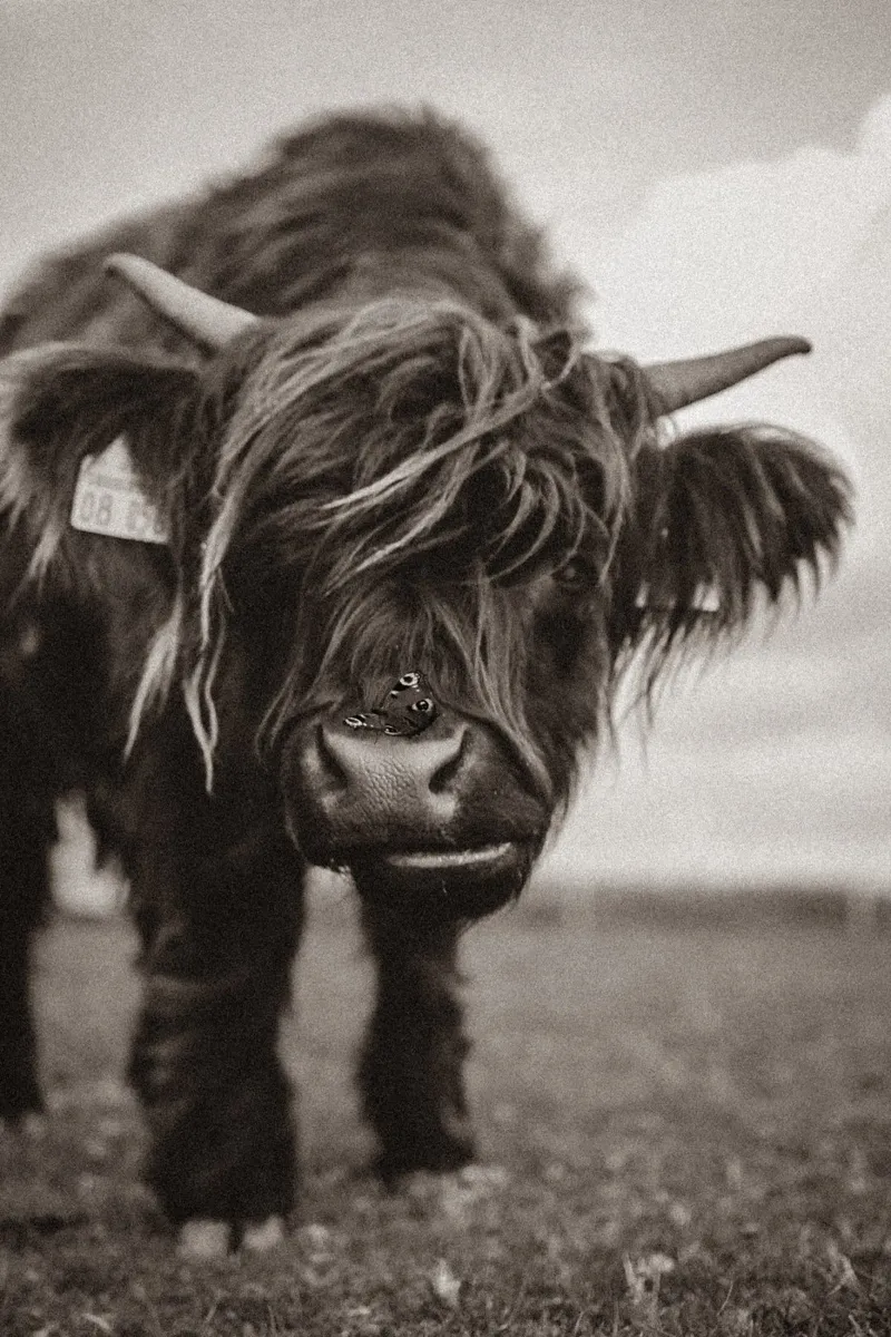 Highland Cow Lucy 🐮 🦋 pellicola backlit da Sibbershusum