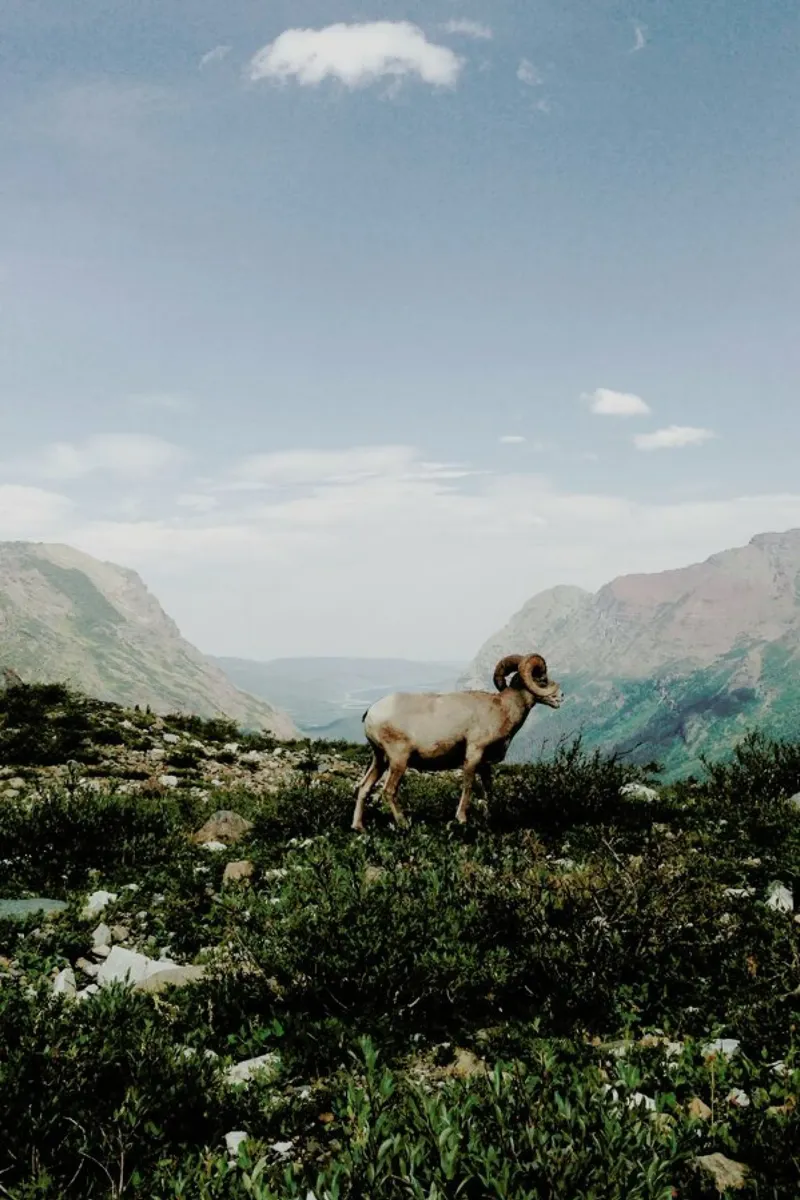 Bighorn Sheep pellicola backlit da Kevin Russ