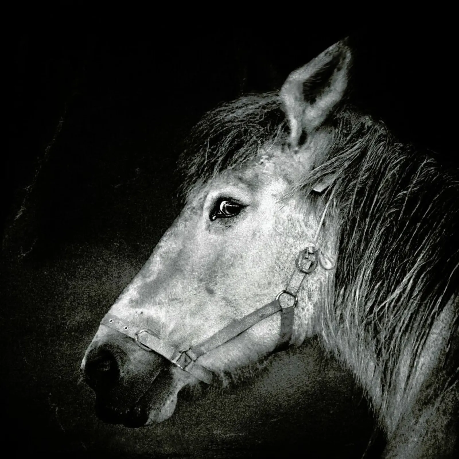 Bella - Piet Flour carta hahnemühle da Pictufy