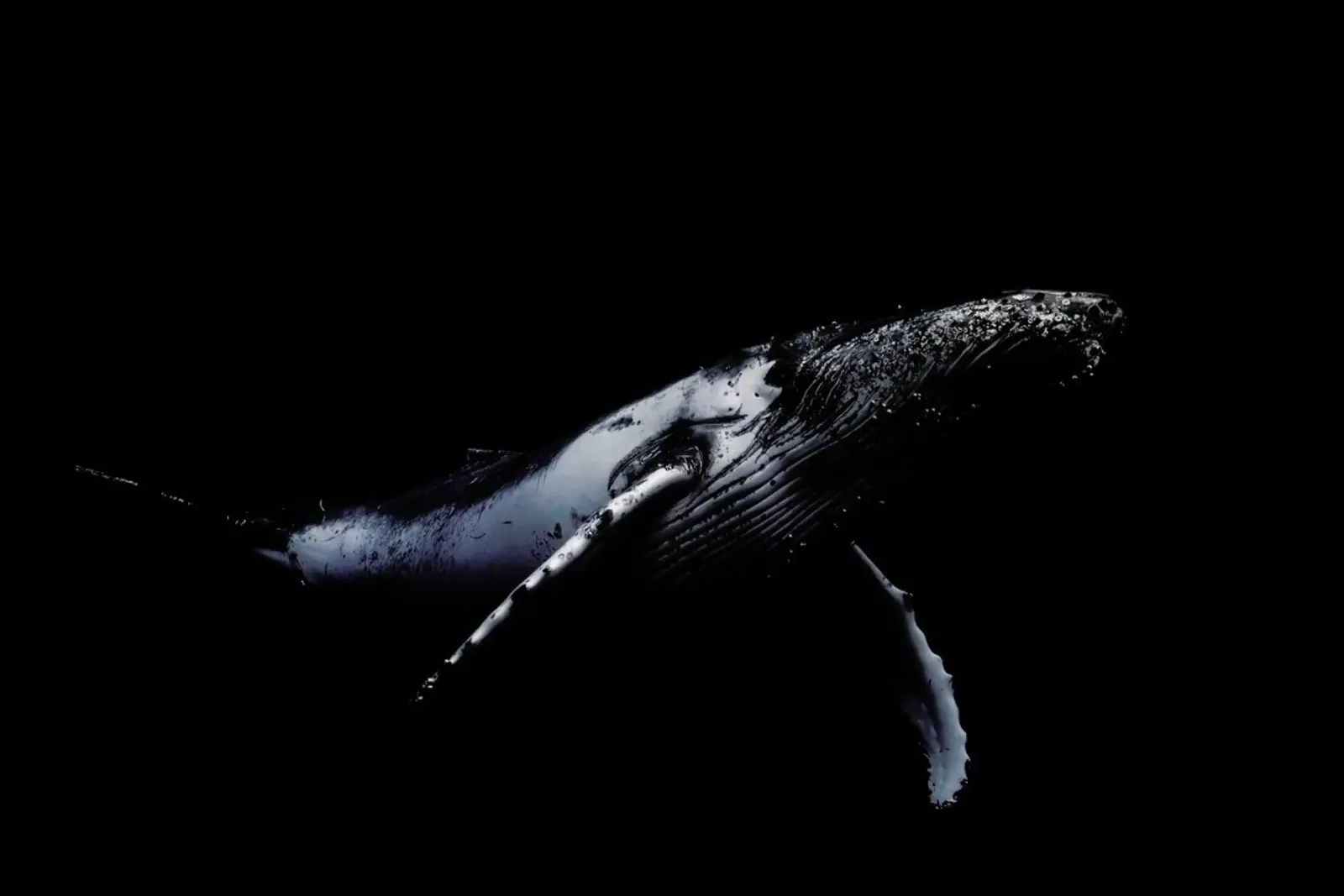Black & Whale - Barathieu Gabriel carta hahnemühle da Pictufy