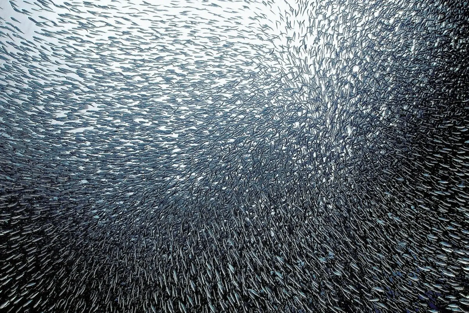 Sardines Firework - Henry Jager plexiglass da Pictufy