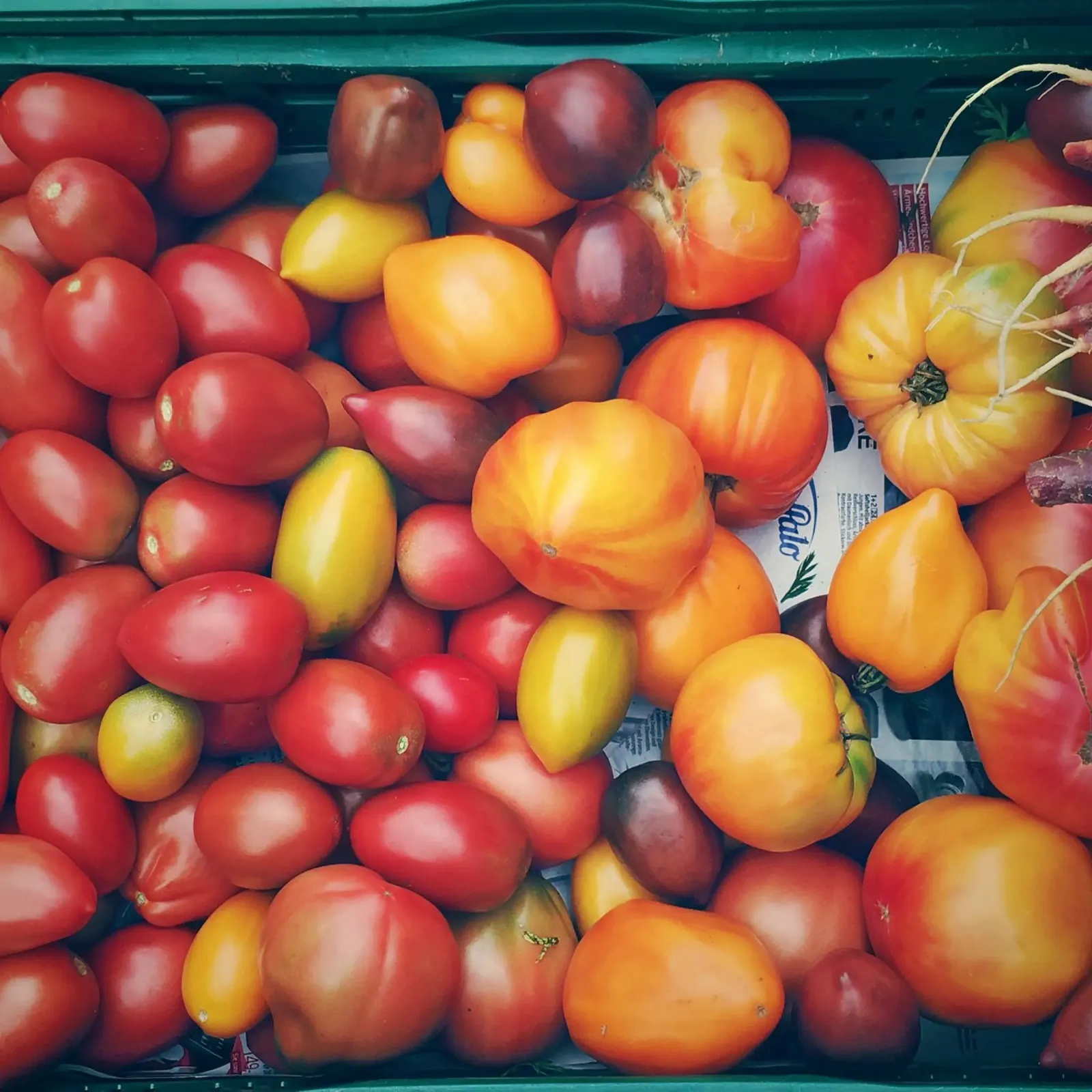 Tomaten plexiglas de snapshots