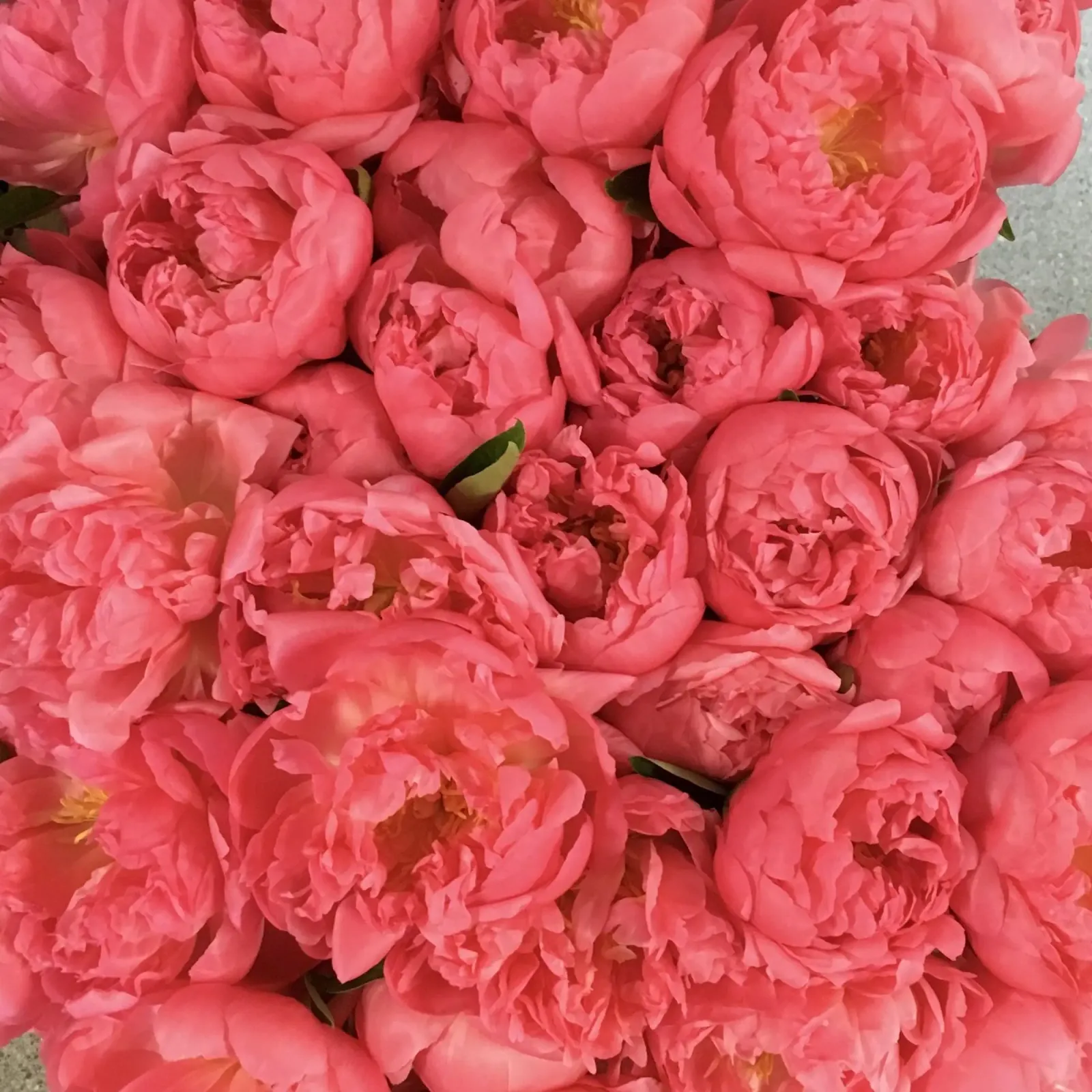 pink flowers plexiglas de snapshots