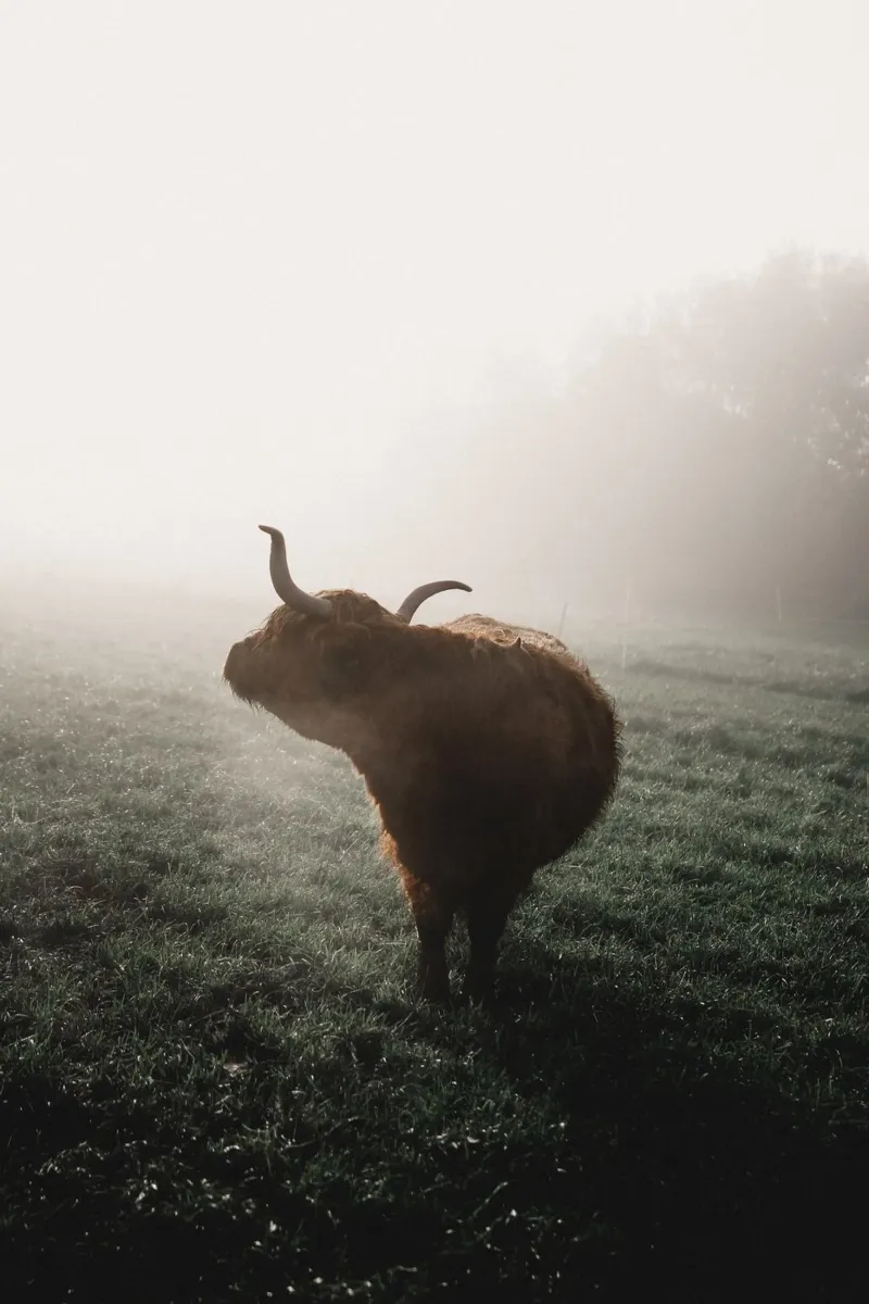 Mystisch, Crudelia, bovini delle Highland 🐮 pellicola backlit da Sibbershusum