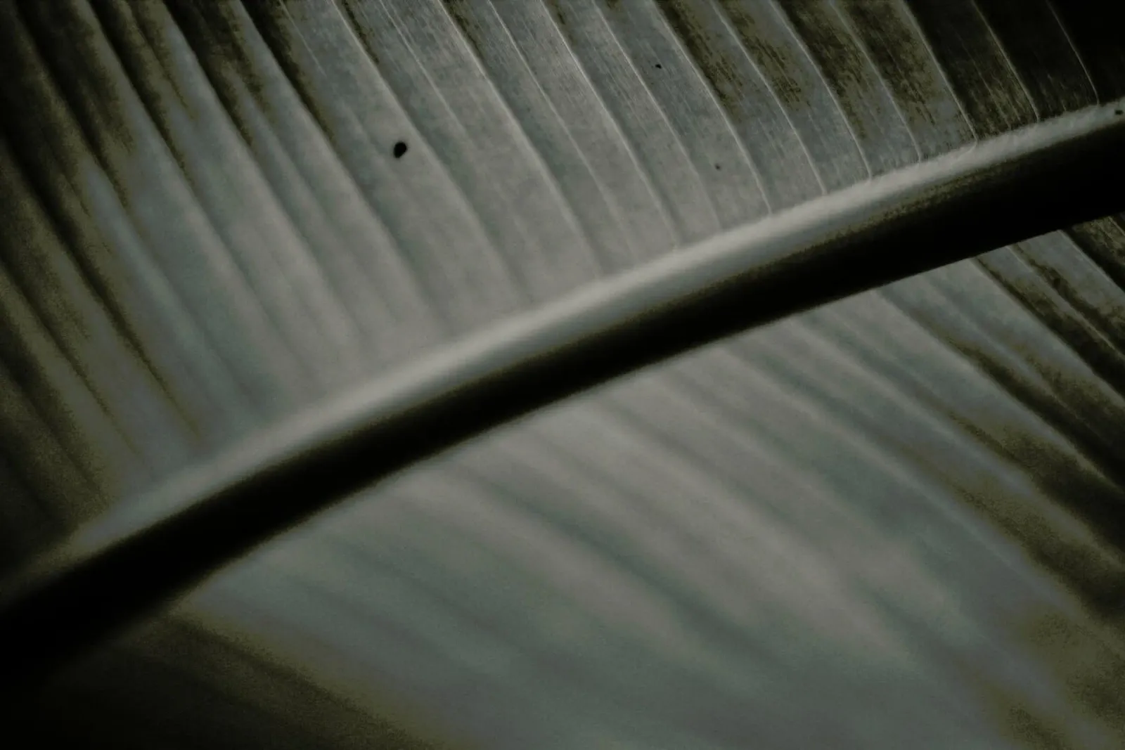 Botanical II - Banana Leaf pellicola backlit da Anja Hebrank Photography