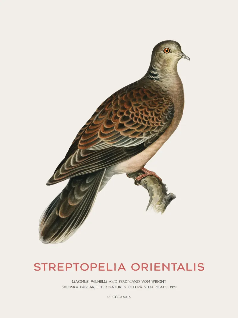 Oriental turtle dove or Streptopelia orientalis backlit film by Vintagrafica