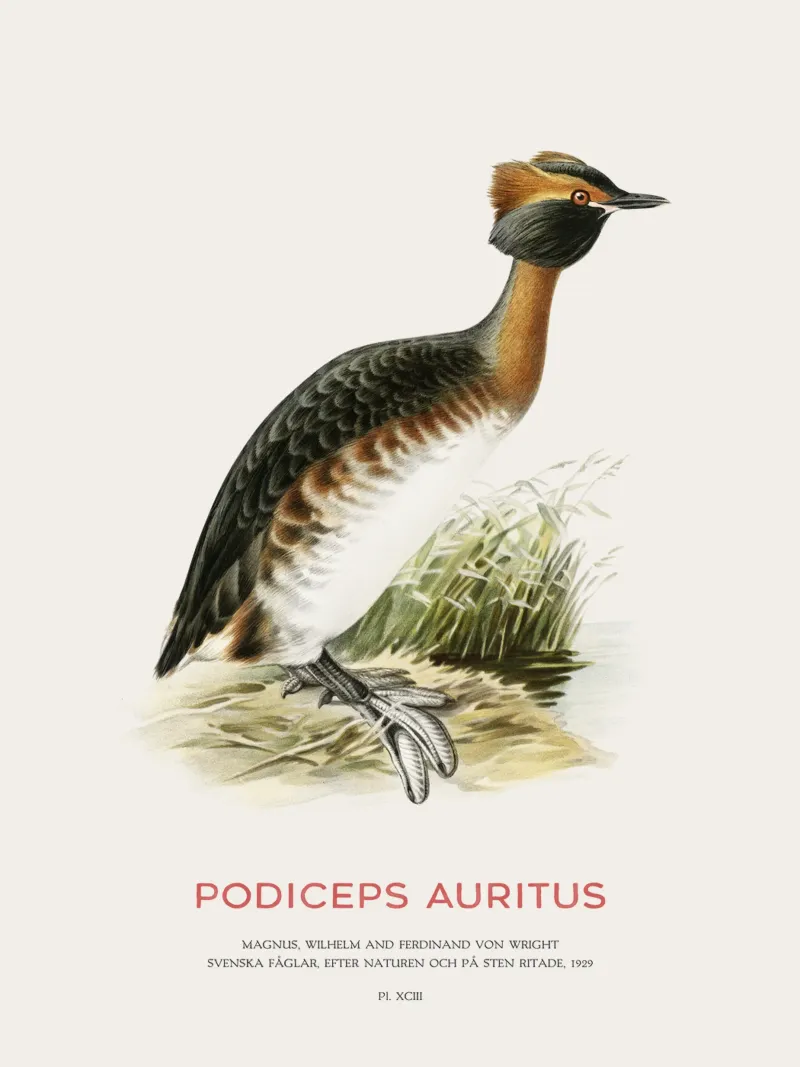 Svasso cornuto o Podiceps auritus pellicola backlit da Vintagrafica