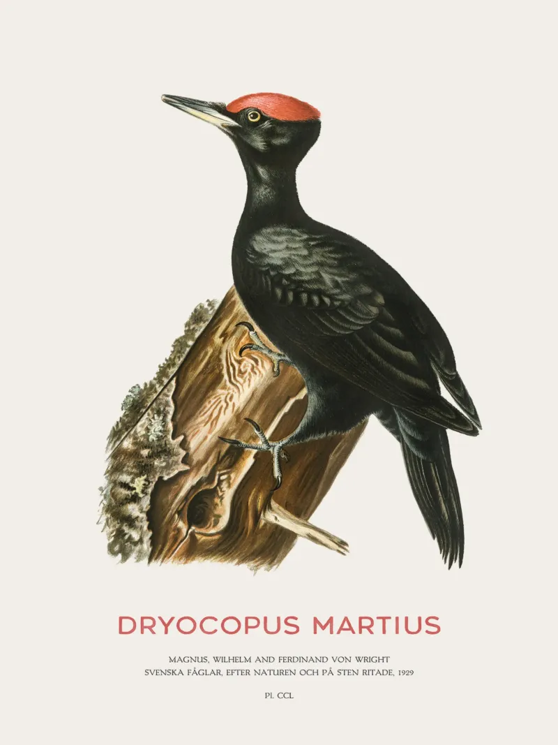 Black woodpecker or Dryocopus martius acrylic glass by Vintagrafica