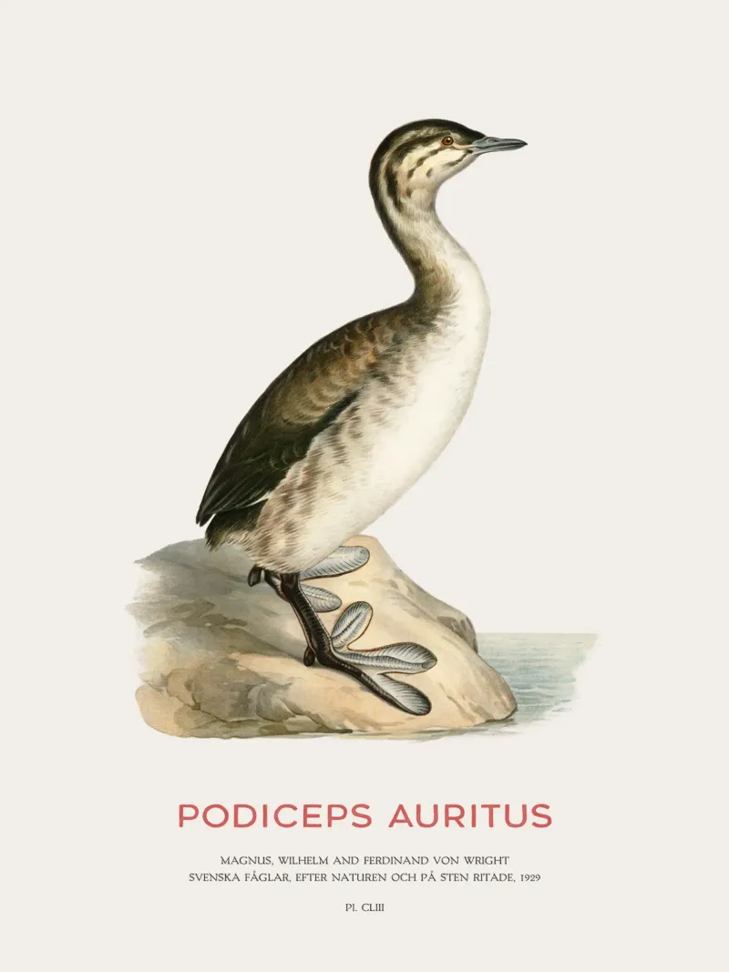 Svasso cornuto o Podiceps auritus pellicola backlit da Vintagrafica