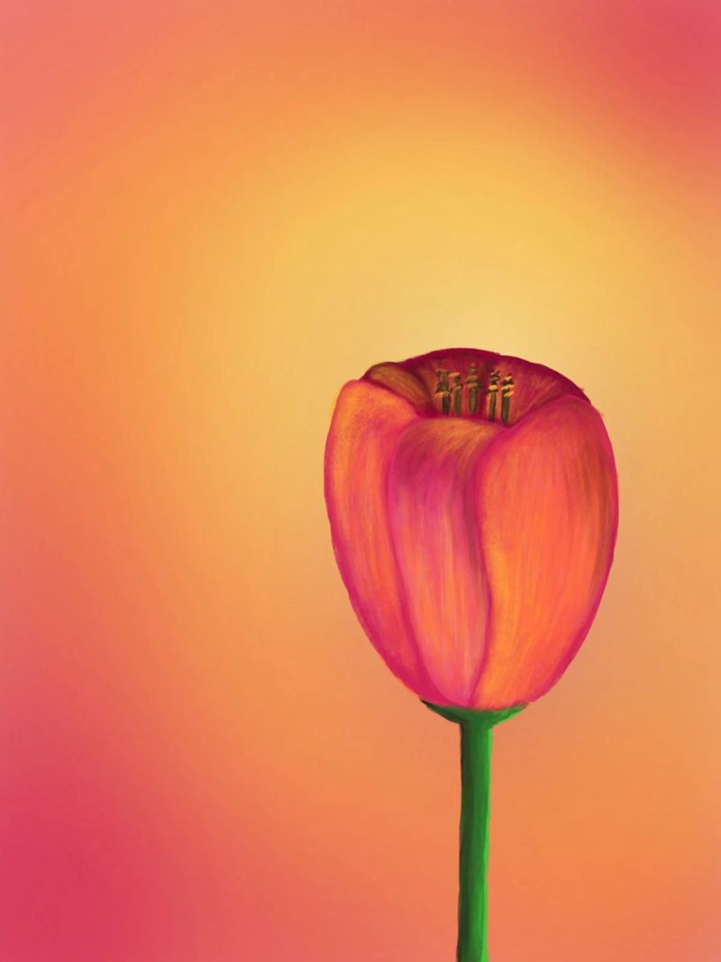 Tulip pellicola backlit da bezirossi