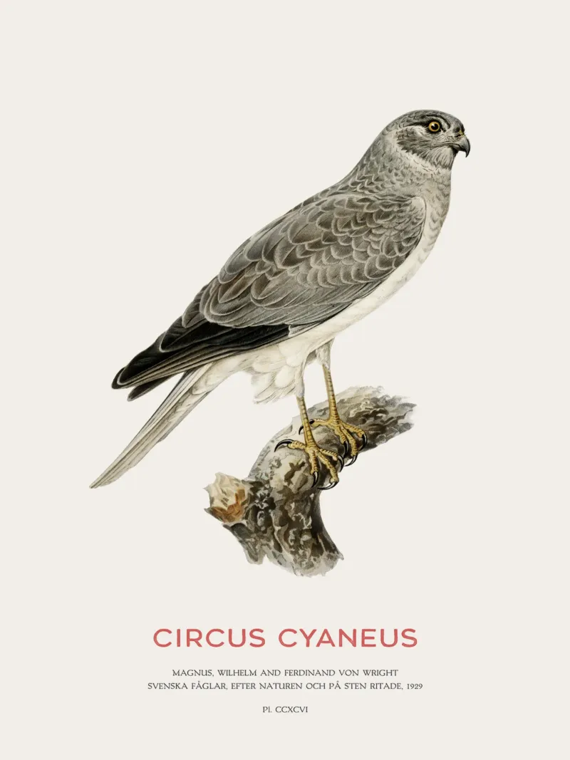 Kornweihe oder Circus cyaneus Hahnemühle von Vintagrafica