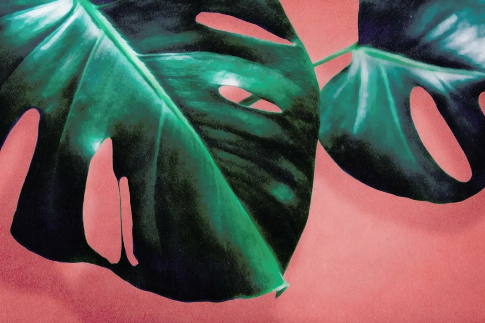 MONSTERA #2 pellicola backlit da STUDIO LEEMO