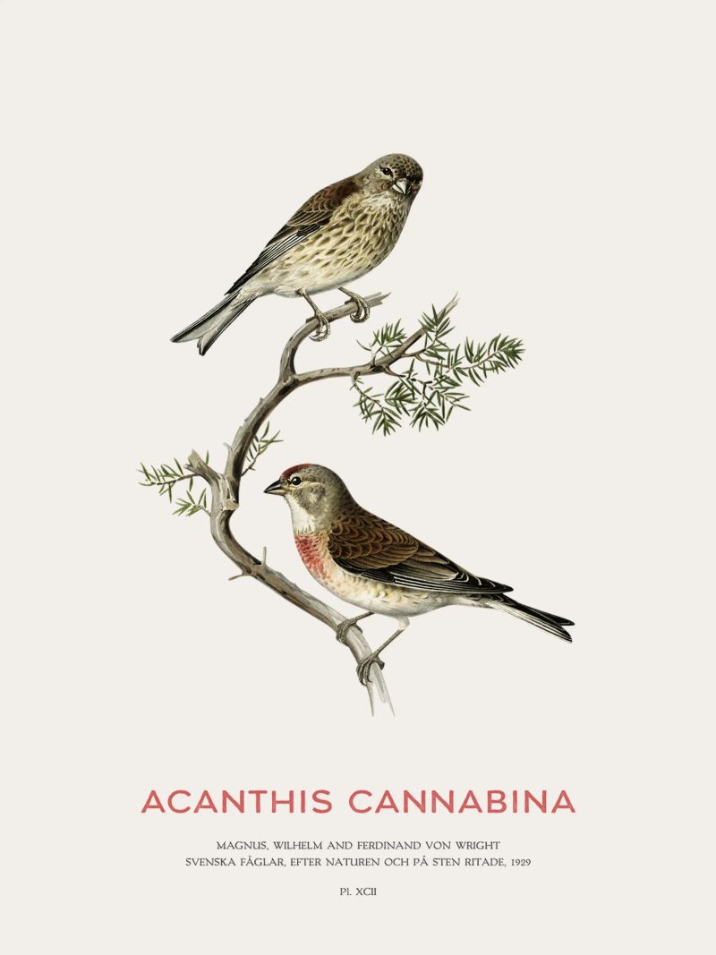 Common linnet or Linaria cannabina poster by Vintagrafica