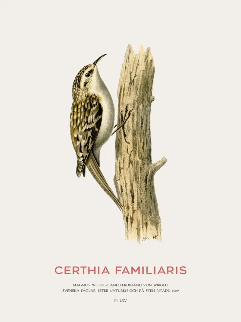 Picchio muratore o Certhia familiaris pellicola backlit da Vintagrafica