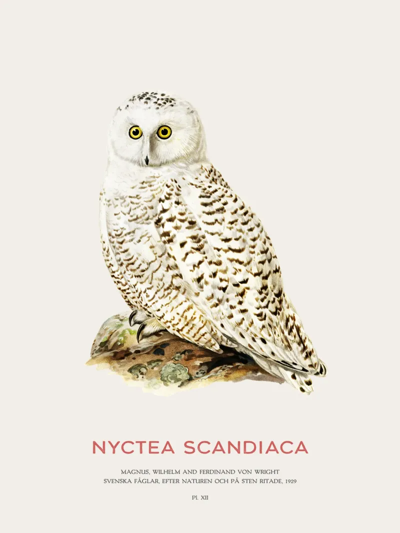 Schneeeule oder Nyctea scandiaca Hahnemühle von Vintagrafica