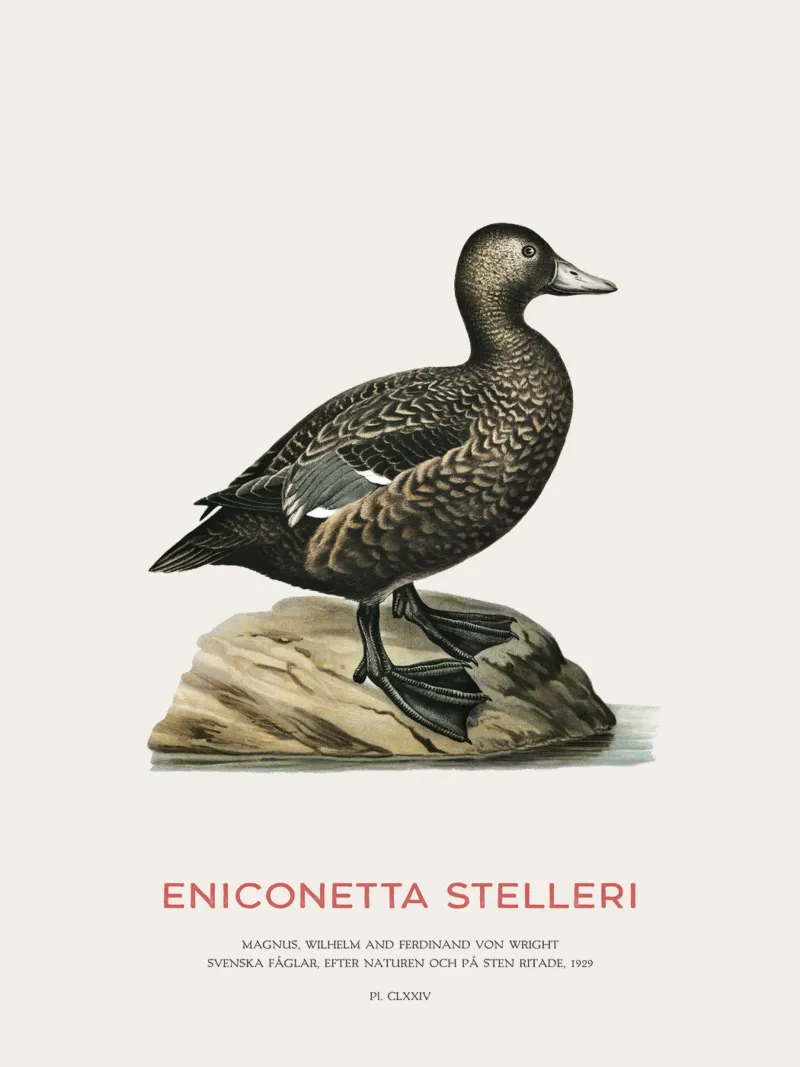 Steller's eider or Eniconetta stelleri acrylic glass by Vintagrafica