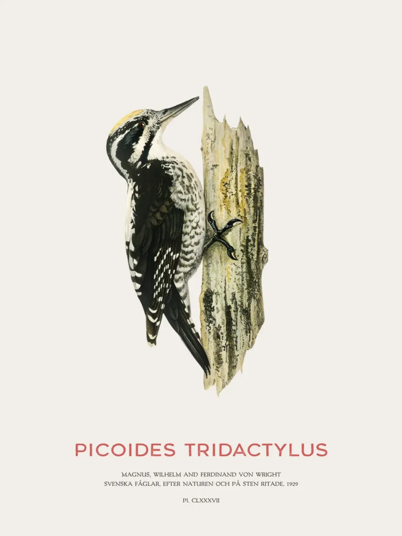 Pico tridáctilo o Picoides tridactylus metacrilato de Vintagrafica