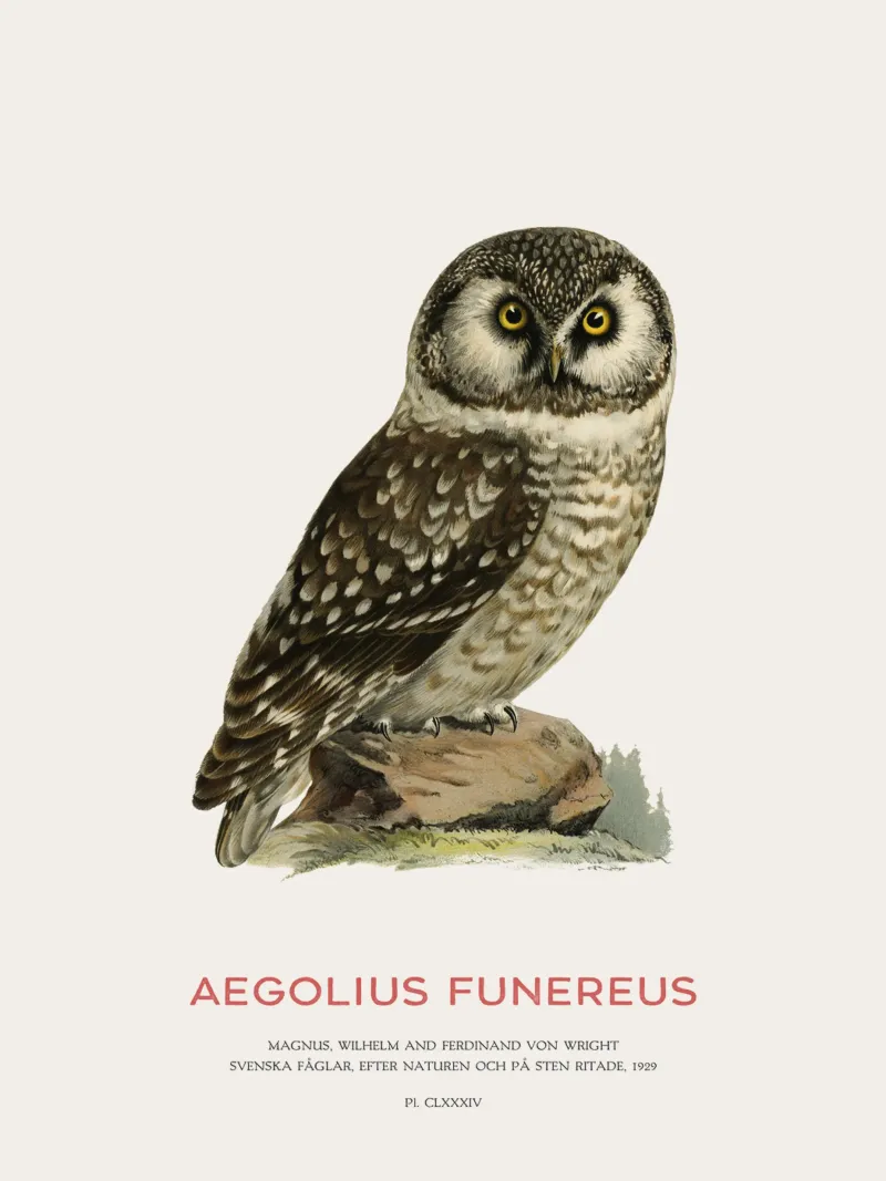 Gufo boreale o Aegolius funereus pellicola backlit da Vintagrafica