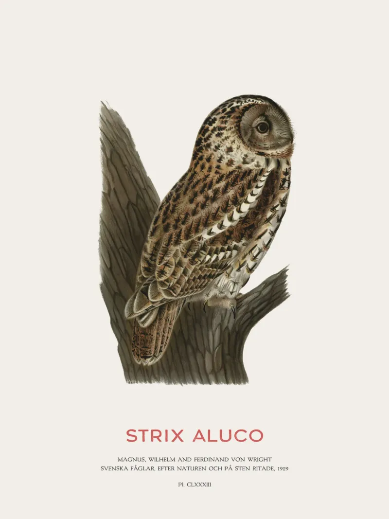 Allocco o Strix aluco pellicola backlit da Vintagrafica