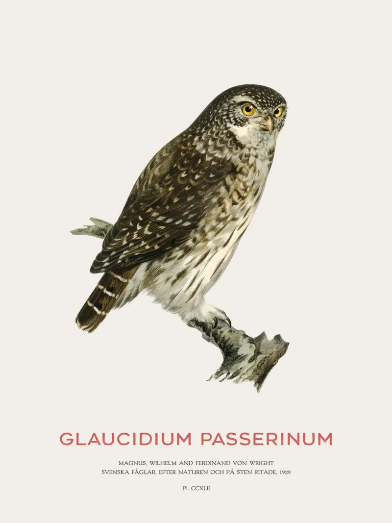 Sperlingskauz oder Glaucidium passerinum (Sperlingskauz) Hahnemühle von Vintagrafica