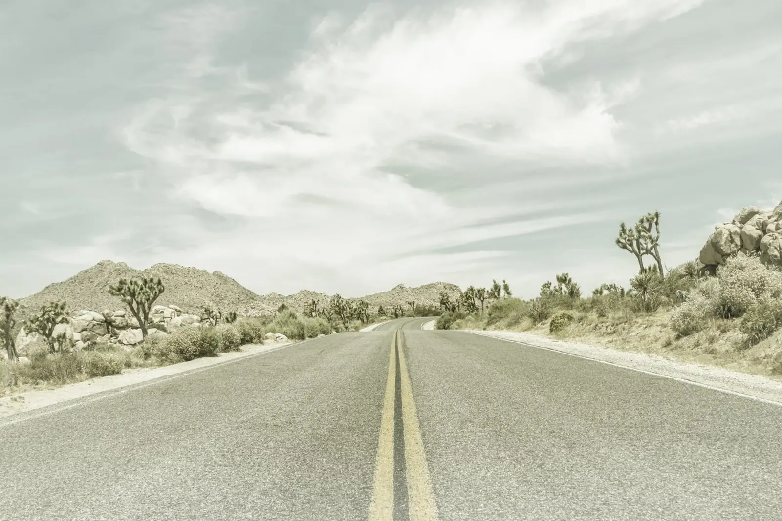 Joshua Trees, Park Boulevard | Vintage pellicola backlit da Melanie Viola