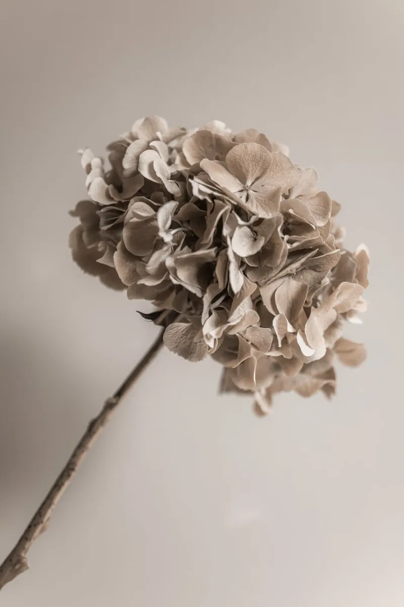 Hydrangea 5 alluminio dibond da Mareike Böhmer Photography