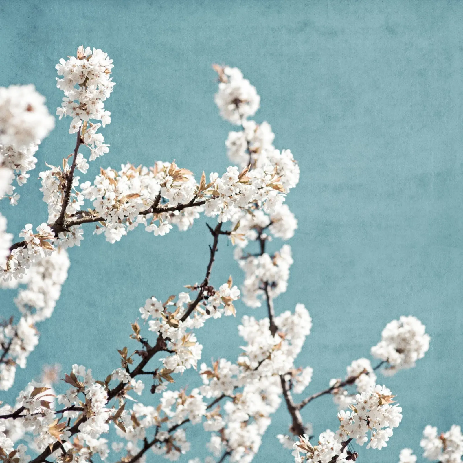Spring 5 pannello forex da Mareike Böhmer Photography