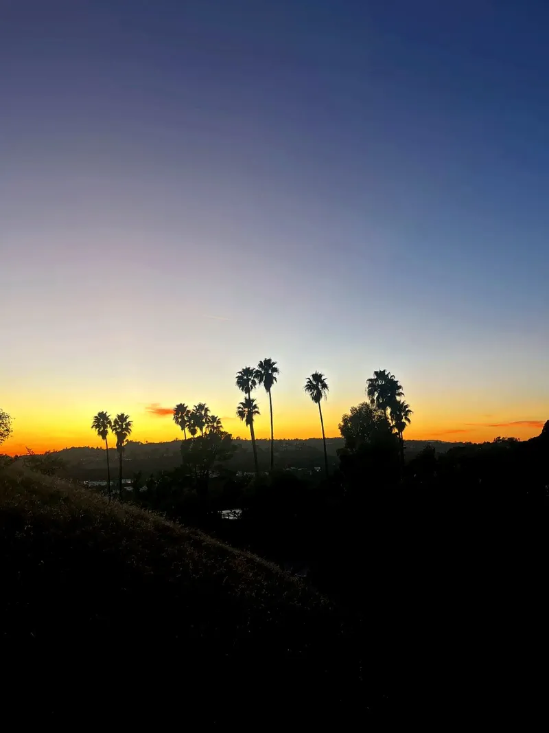 palm in los angeles pellicola backlit da Reiselust