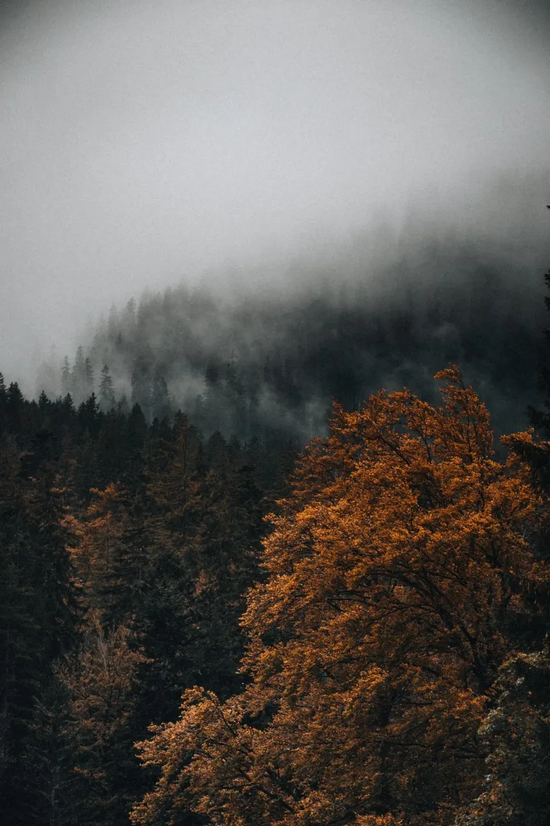 Nebbia in montagna carta hahnemühle da Journey of Vanessa