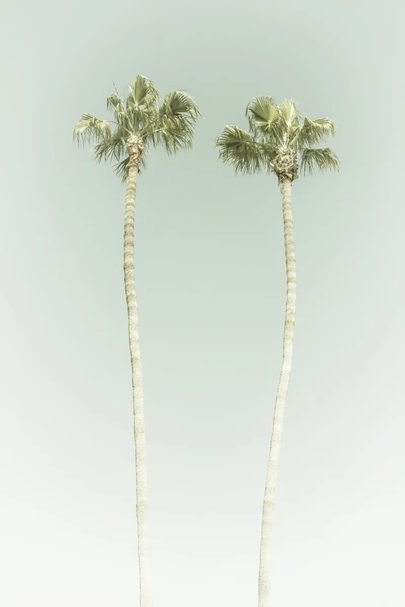 Idillio di palme vintage poster con telaio in legno da Melanie Viola