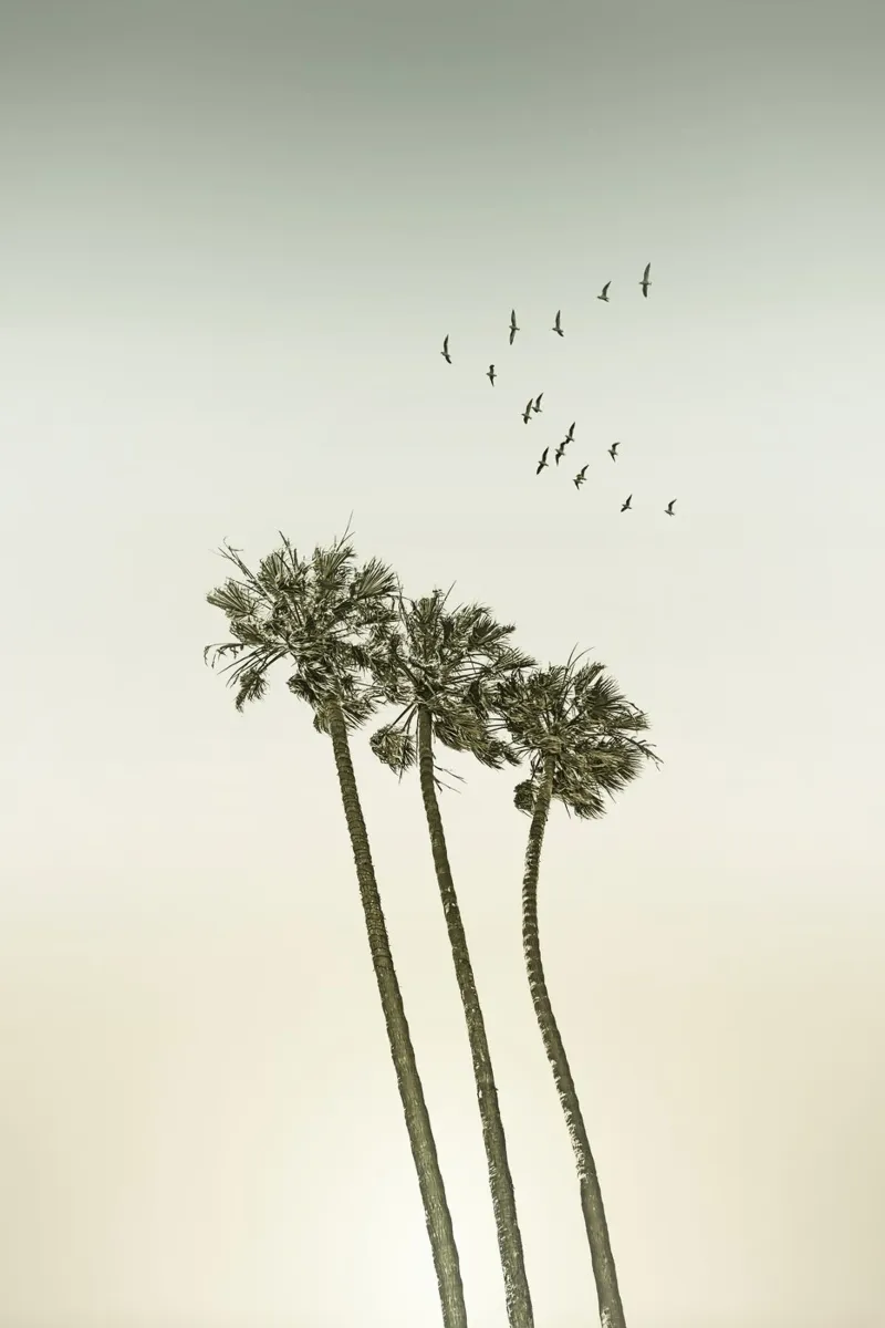 Palme d'epoca al tramonto poster con telaio in legno da Melanie Viola