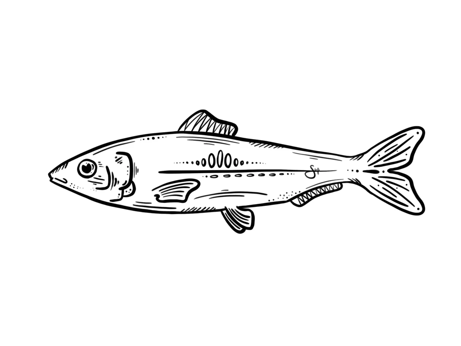 Fish carta hahnemühle da STFI.studio