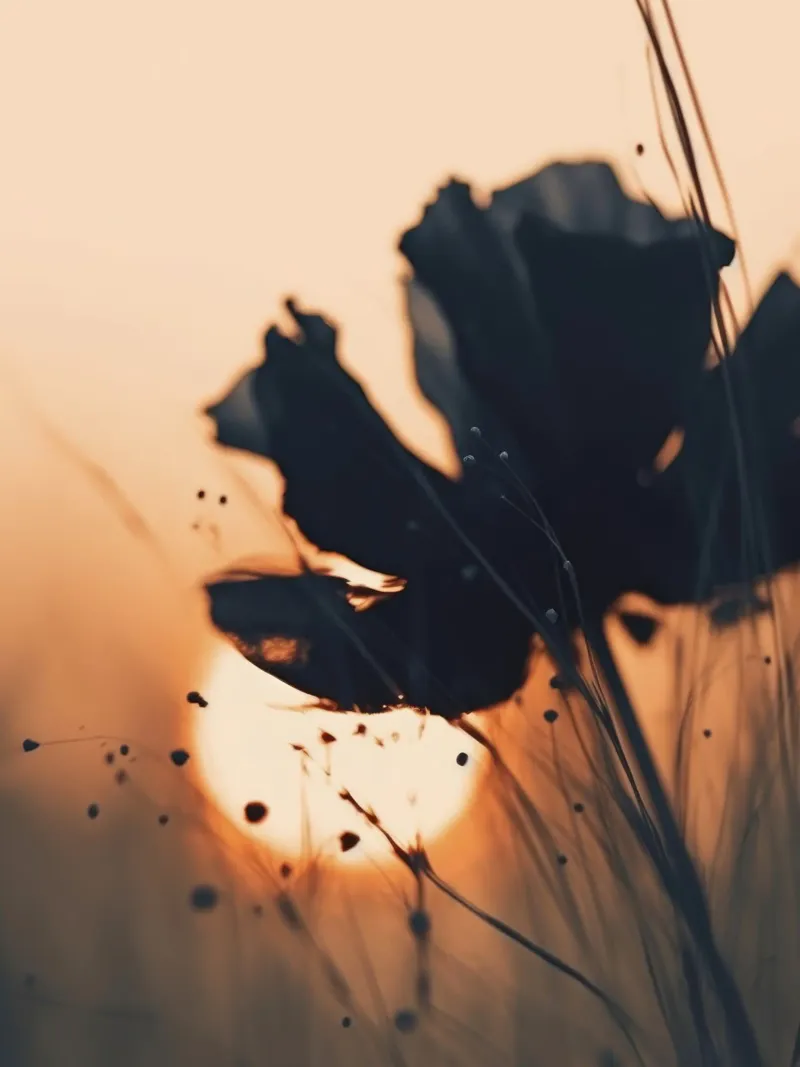 Before Sunset No 4 alluminio dibond da treechild