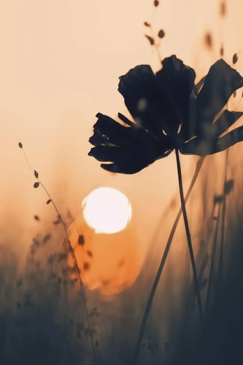 Before Sunset No 1 carta hahnemühle da treechild