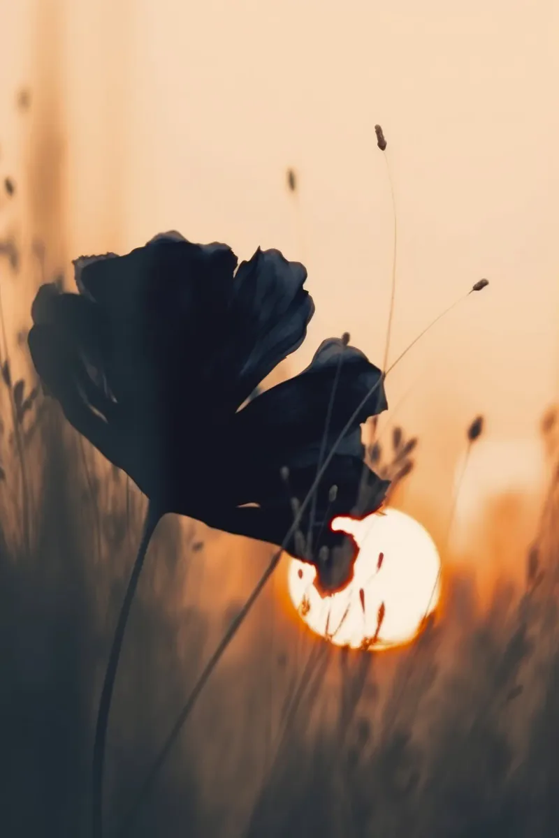 Before Sunset No 2 carta hahnemühle da treechild