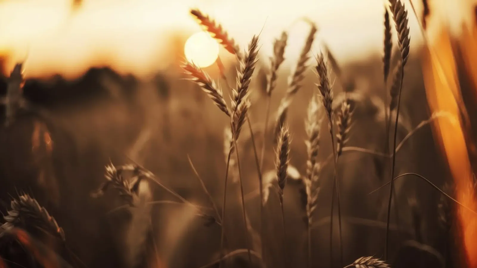 Rye At Sunset carta hahnemühle da treechild