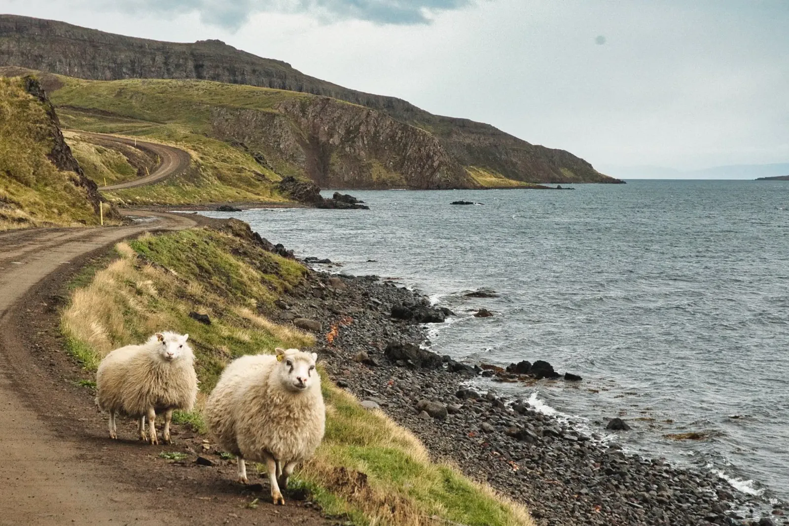 Icelandic Scene with Sheep and Fjord – Nature Photography canvas with Floater frame by Ben & Clo creations