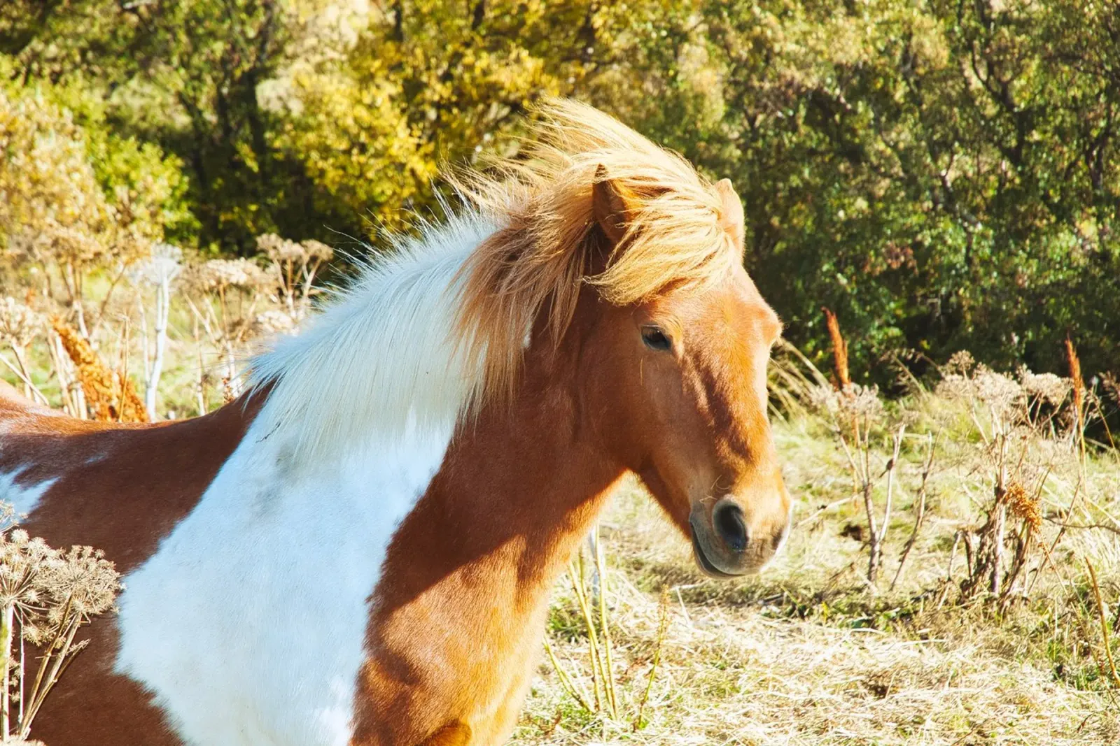 Photographie d'un cheval islandais majestueux dans un cadre naturel poster avec cadre en aluminium de Ben & Clo creations